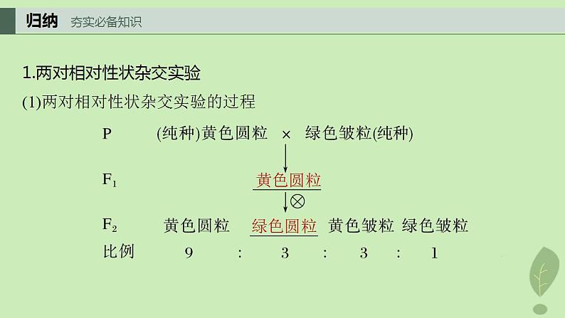 2024届高考生物一轮复习第五单元基因的传递规律第3课时自由组合定律课件（苏教版）04