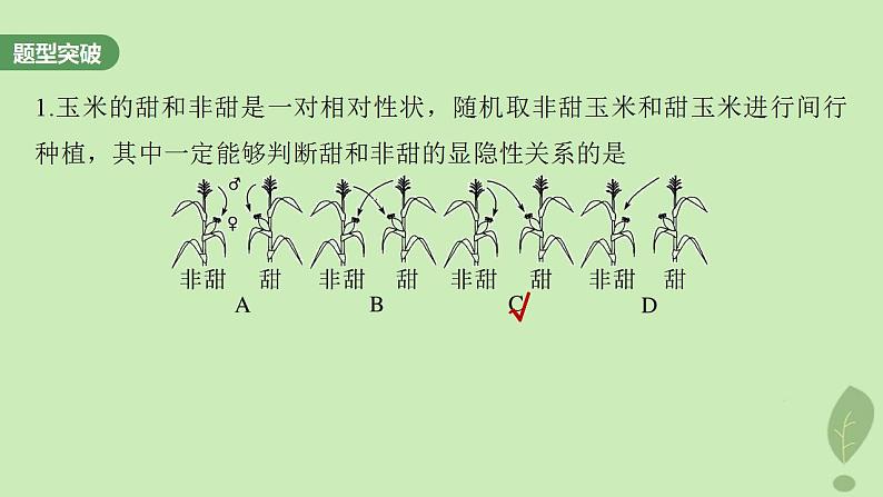 2024届高考生物一轮复习第五单元基因的传递规律第2课时分离定律重点题型突破课件（苏教版）第7页