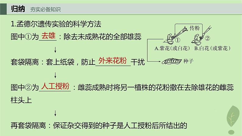 2024届高考生物一轮复习第五单元基因的传递规律第1课时分离定律课件（苏教版）03