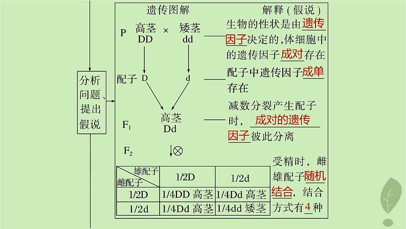 2024届高考生物一轮复习第五单元基因的传递规律第1课时分离定律课件（苏教版）06