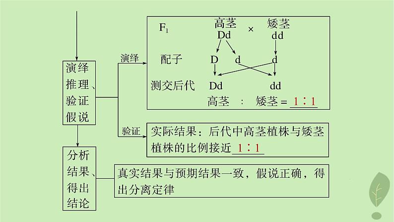 2024届高考生物一轮复习第五单元基因的传递规律第1课时分离定律课件（苏教版）07