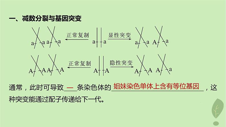 2024届高考生物一轮复习第四单元细胞的生命历程微专题三减数分裂与可遗传变异的关系课件（苏教版）第2页