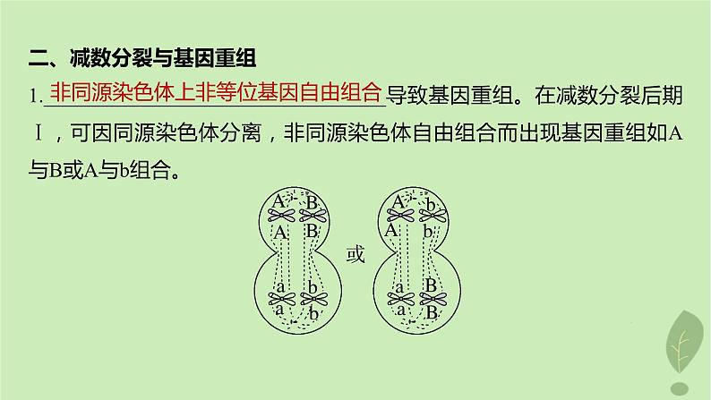 2024届高考生物一轮复习第四单元细胞的生命历程微专题三减数分裂与可遗传变异的关系课件（苏教版）第3页