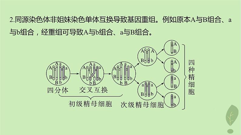 2024届高考生物一轮复习第四单元细胞的生命历程微专题三减数分裂与可遗传变异的关系课件（苏教版）第4页