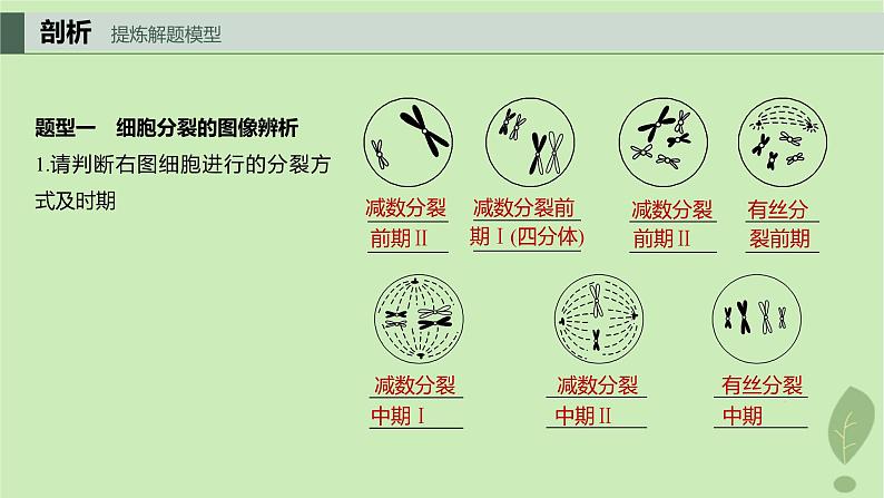 2024届高考生物一轮复习第四单元细胞的生命历程第4课时减数分裂有丝分裂植物细胞的减数分裂课件（苏教版）04