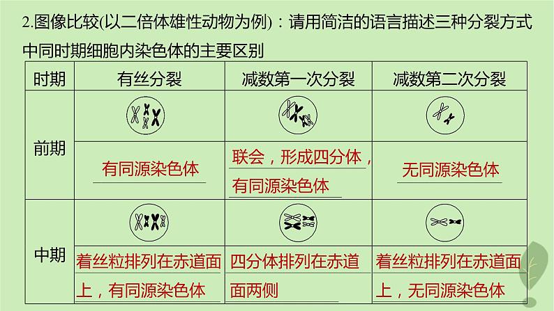 2024届高考生物一轮复习第四单元细胞的生命历程第4课时减数分裂有丝分裂植物细胞的减数分裂课件（苏教版）05