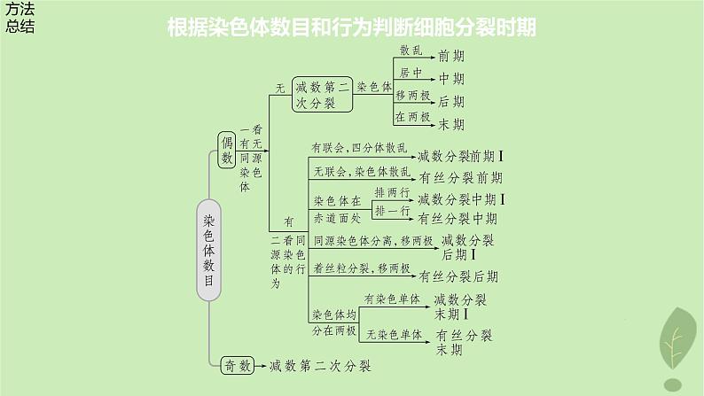 2024届高考生物一轮复习第四单元细胞的生命历程第4课时减数分裂有丝分裂植物细胞的减数分裂课件（苏教版）07