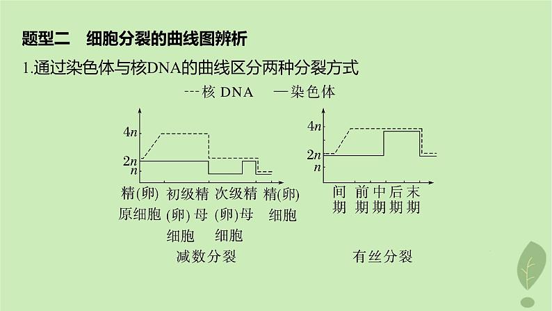 2024届高考生物一轮复习第四单元细胞的生命历程第4课时减数分裂有丝分裂植物细胞的减数分裂课件（苏教版）08