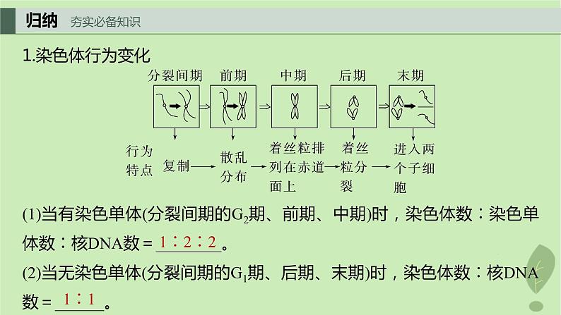 2024届高考生物一轮复习第四单元细胞的生命历程第2课时有丝分裂过程中的相关变化及观察实验课件（苏教版）04