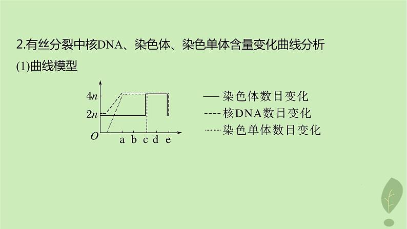 2024届高考生物一轮复习第四单元细胞的生命历程第2课时有丝分裂过程中的相关变化及观察实验课件（苏教版）05