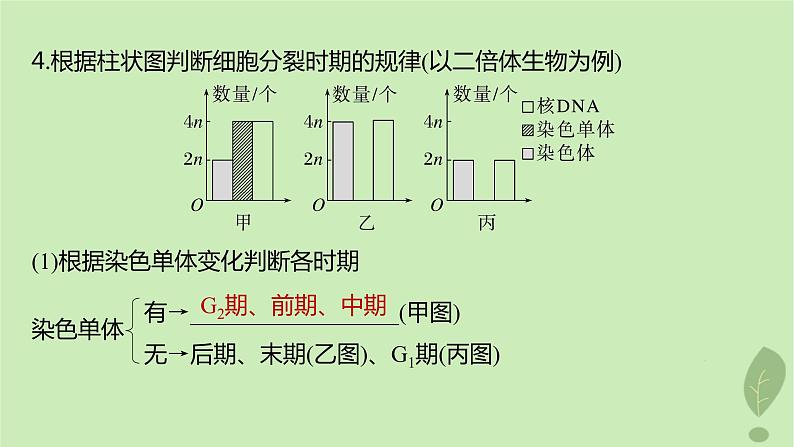 2024届高考生物一轮复习第四单元细胞的生命历程第2课时有丝分裂过程中的相关变化及观察实验课件（苏教版）08