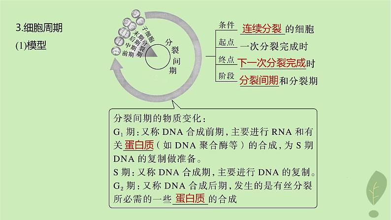 2024届高考生物一轮复习第四单元细胞的生命历程第1课时细胞的增殖课件（苏教版）08