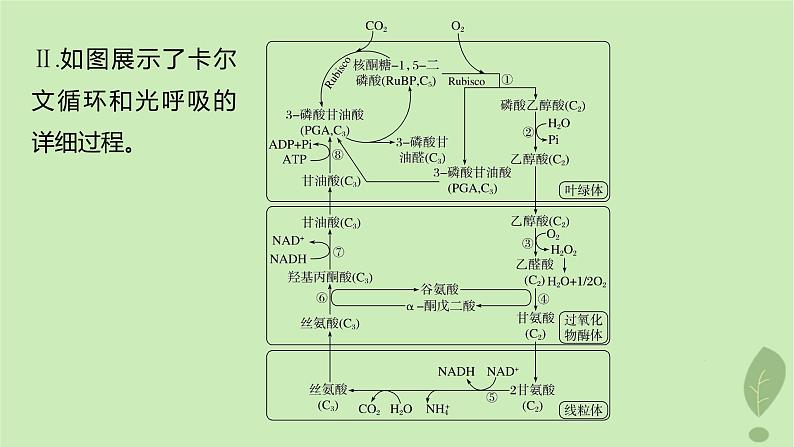 2024届高考生物一轮复习第三单元细胞的能量供应和利用解惑练2光呼吸和光抑制课件（苏教版）第5页