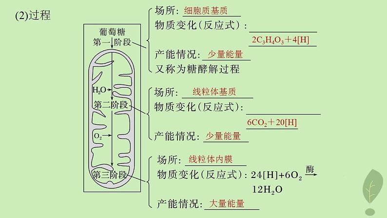 2024届高考生物一轮复习第三单元细胞的能量供应和利用第5课时细胞呼吸__能量的转化和利用课件（苏教版）05