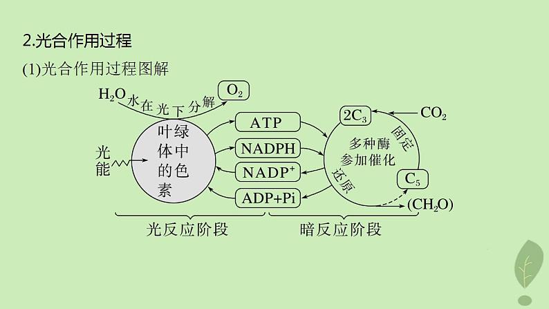 2024届高考生物一轮复习第三单元细胞的能量供应和利用第4课时探索光合作用及其过程课件（苏教版）05