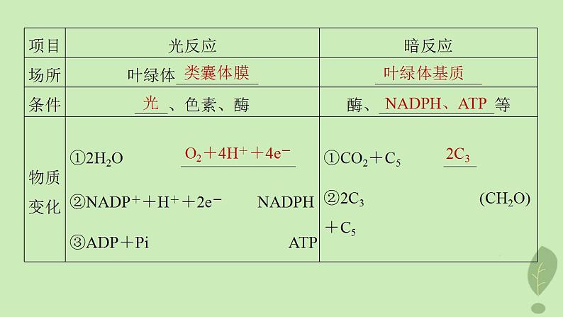 2024届高考生物一轮复习第三单元细胞的能量供应和利用第4课时探索光合作用及其过程课件（苏教版）06