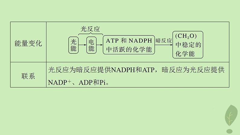 2024届高考生物一轮复习第三单元细胞的能量供应和利用第4课时探索光合作用及其过程课件（苏教版）07