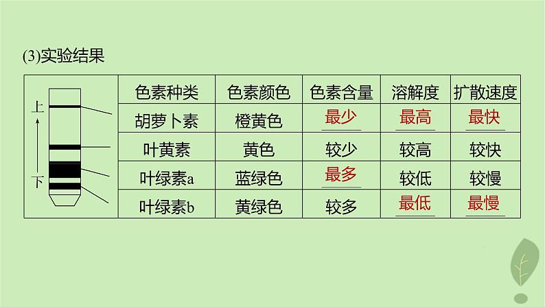 2024届高考生物一轮复习第三单元细胞的能量供应和利用第3课时叶绿体与光能的捕获课件（苏教版）第5页