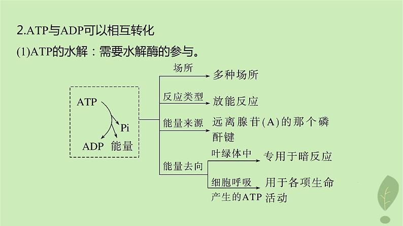 2024届高考生物一轮复习第三单元细胞的能量供应和利用第2课时ATP是驱动细胞生命活动的直接能源物质课件（苏教版）07