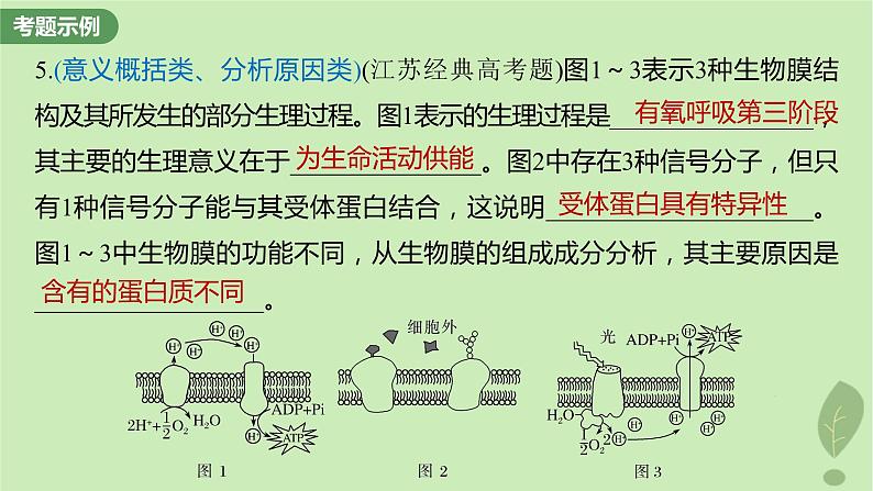 2024届高考生物一轮复习第二单元细胞的结构和生命活动长句表达一与细胞有关的概念特点和作用的描述课件（苏教版）第4页