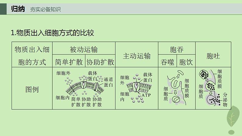 2024届高考生物一轮复习第二单元细胞的结构和生命活动第7课时物质出入细胞的方式及影响因素课件（苏教版）第3页