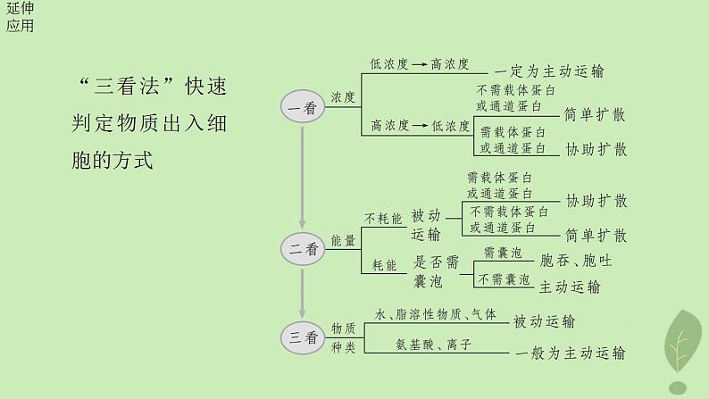 2024届高考生物一轮复习第二单元细胞的结构和生命活动第7课时物质出入细胞的方式及影响因素课件（苏教版）第7页