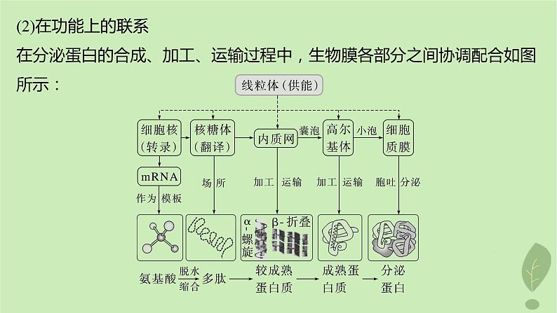 2024届高考生物一轮复习第二单元细胞的结构和生命活动第5课时细胞各部分结构分工合作课件（苏教版）第5页