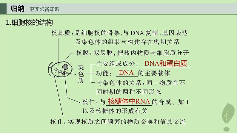 2024届高考生物一轮复习第二单元细胞的结构和生命活动第4课时遗传信息主要储存在细胞核中课件（苏教版）03