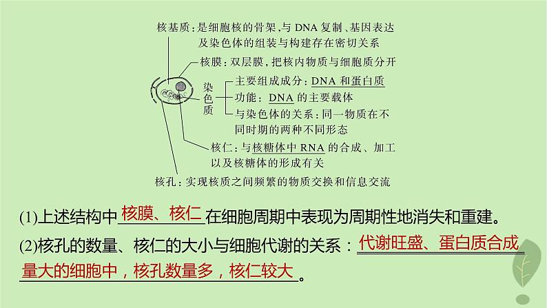 2024届高考生物一轮复习第二单元细胞的结构和生命活动第4课时遗传信息主要储存在细胞核中课件（苏教版）04