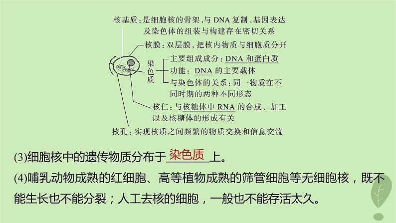 2024届高考生物一轮复习第二单元细胞的结构和生命活动第4课时遗传信息主要储存在细胞核中课件（苏教版）05