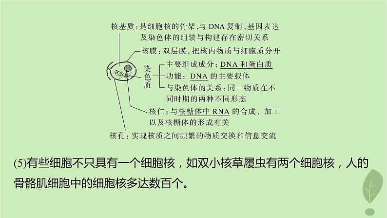 2024届高考生物一轮复习第二单元细胞的结构和生命活动第4课时遗传信息主要储存在细胞核中课件（苏教版）06