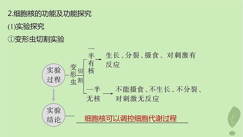 2024届高考生物一轮复习第二单元细胞的结构和生命活动第4课时遗传信息主要储存在细胞核中课件（苏教版）08