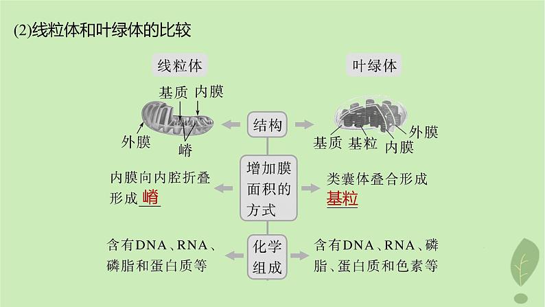 2024届高考生物一轮复习第二单元细胞的结构和生命活动第3课时结构与功能独特的细胞器课件（苏教版）第7页