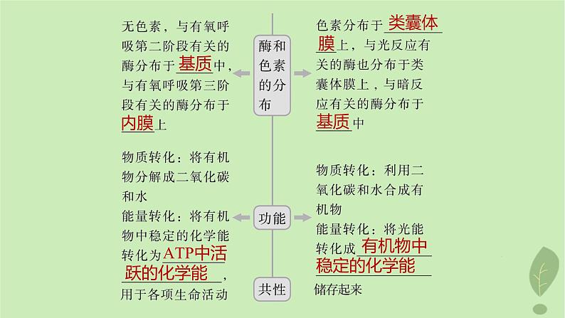 2024届高考生物一轮复习第二单元细胞的结构和生命活动第3课时结构与功能独特的细胞器课件（苏教版）第8页