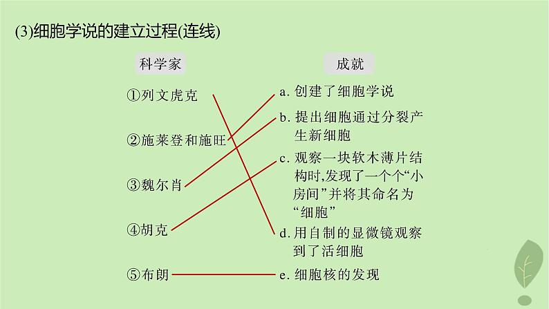 2024届高考生物一轮复习第二单元细胞的结构和生命活动第1课时细胞学说原核细胞和真核细胞的主要区别课件（苏教版）05