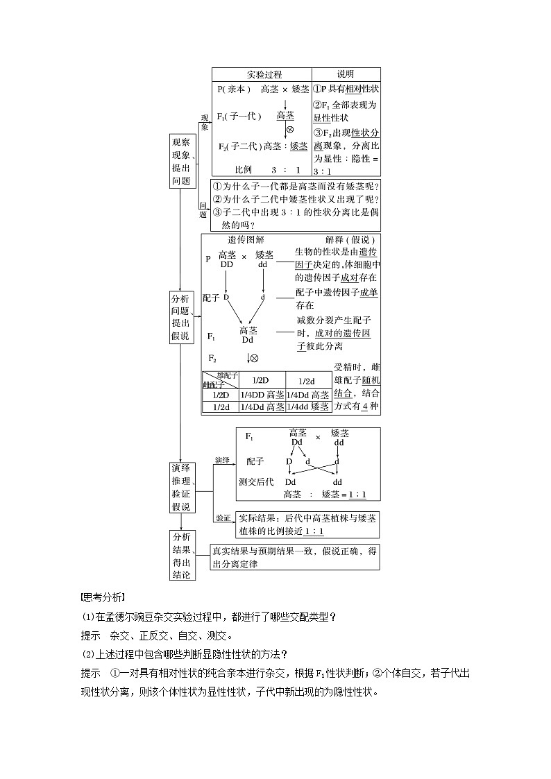 2024届高考生物一轮复习教案第五单元基因的传递规律第1课时分离定律（苏教版）02