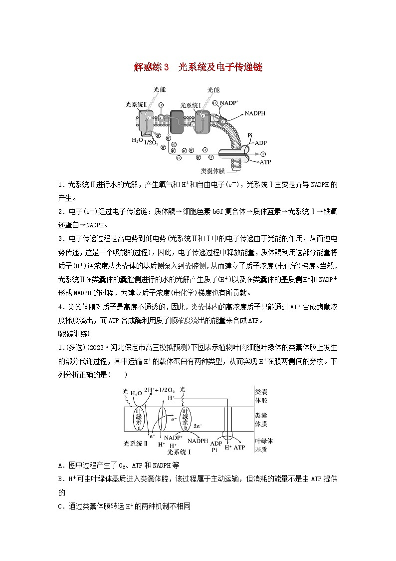 2024届高考生物一轮复习教案第三单元细胞的能量供应和利用解惑练3光系统及电子传递链（苏教版）第1页
