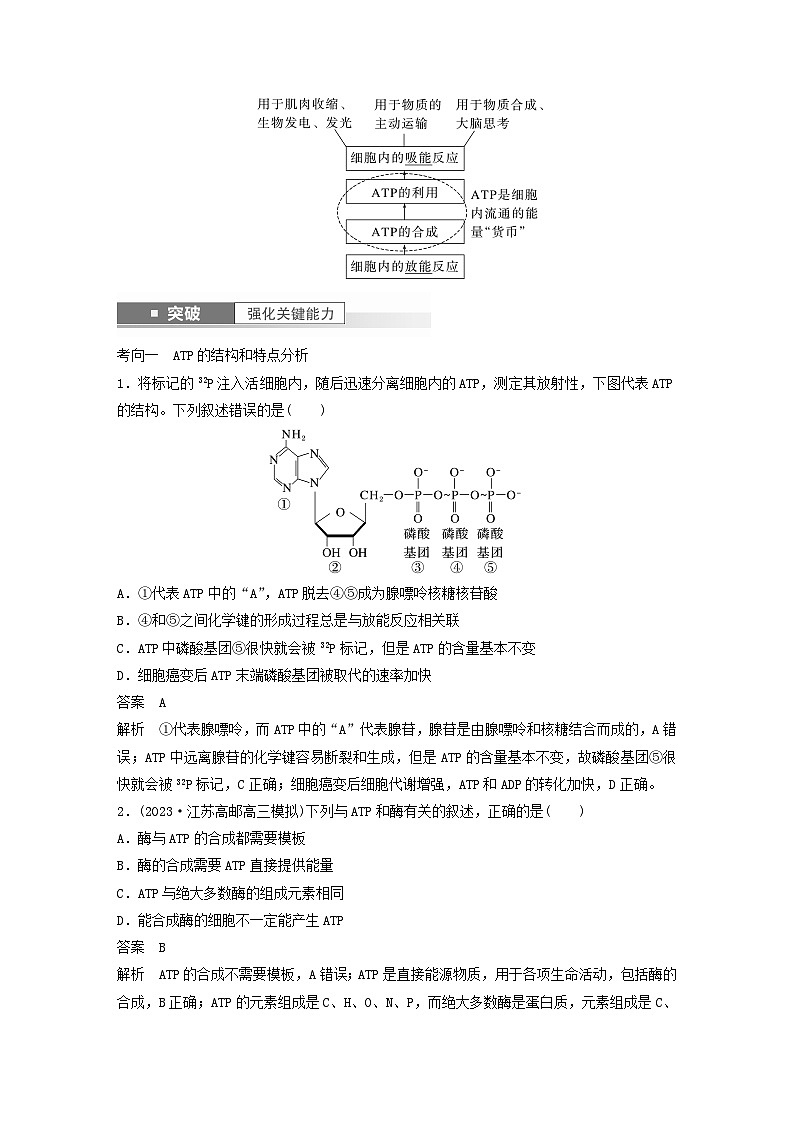 2024届高考生物一轮复习教案第三单元细胞的能量供应和利用第2课时ATP是驱动细胞生命活动的直接能源物质（苏教版）03