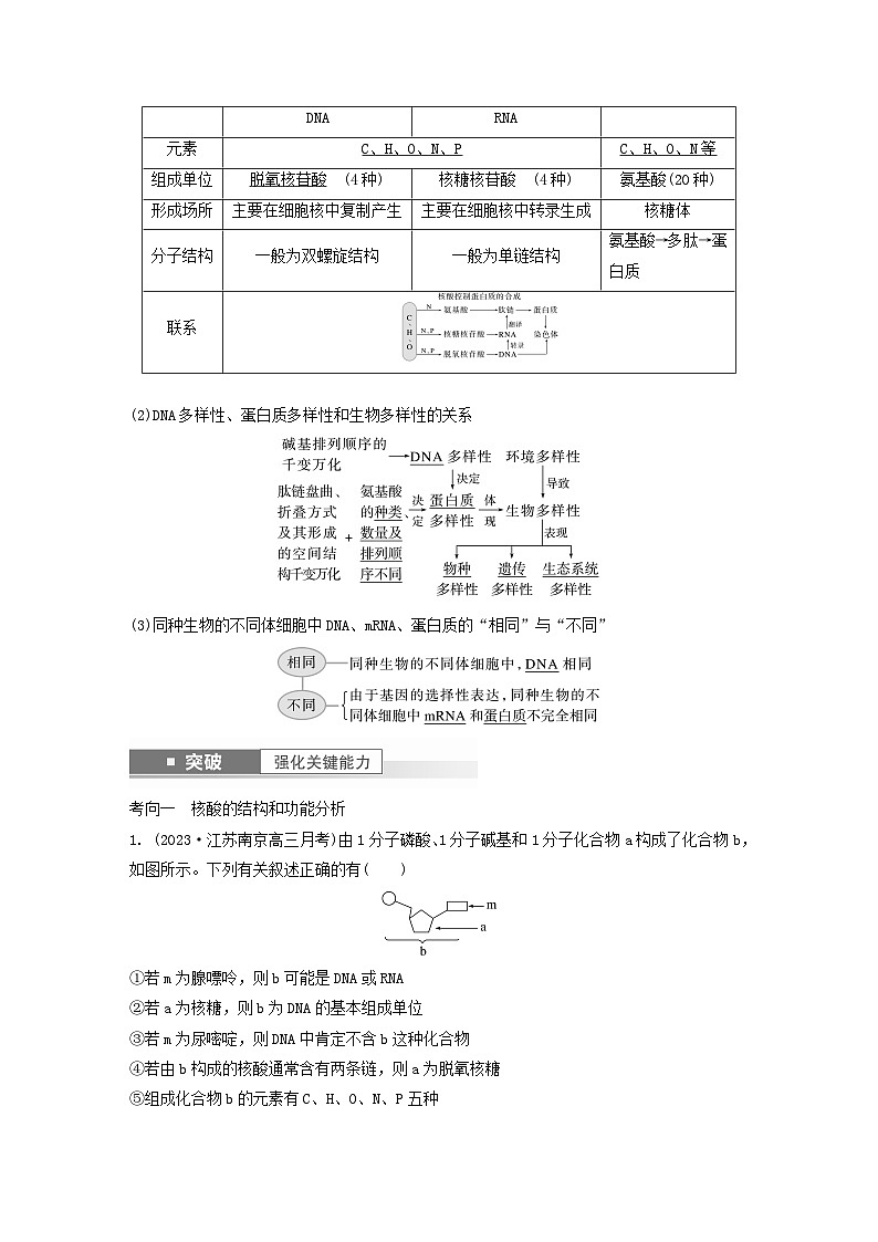 2024届高考生物一轮复习教案第一单元细胞的分子组成第3课时核酸是遗传信息的携带者（苏教版）02