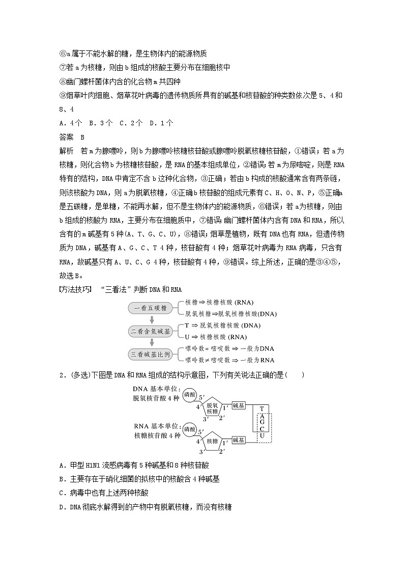 2024届高考生物一轮复习教案第一单元细胞的分子组成第3课时核酸是遗传信息的携带者（苏教版）03