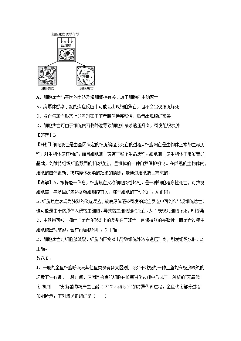 [生物]2024年高考生物临考满分模拟卷(湖北卷)01(解析版)第3页