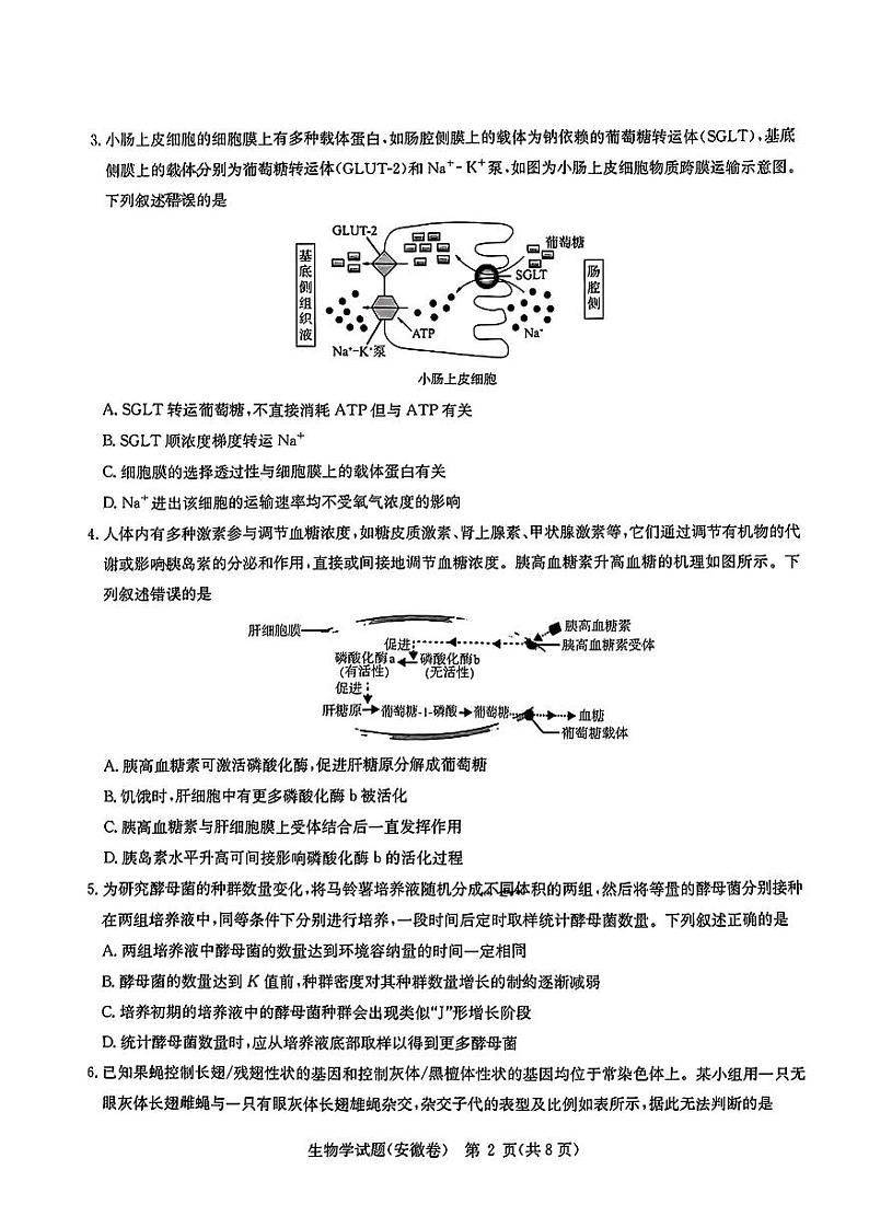 华大新高考联盟2024届高三4月教学质量测评生物【含答案】第2页