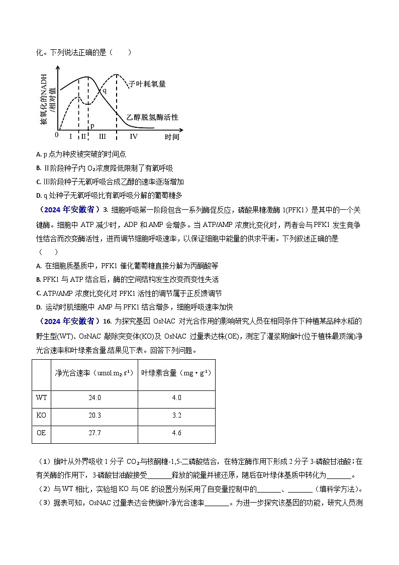 专题05 光合作用与细胞呼吸-2024年高考真题和模拟题生物分类汇编(学生卷）第3页