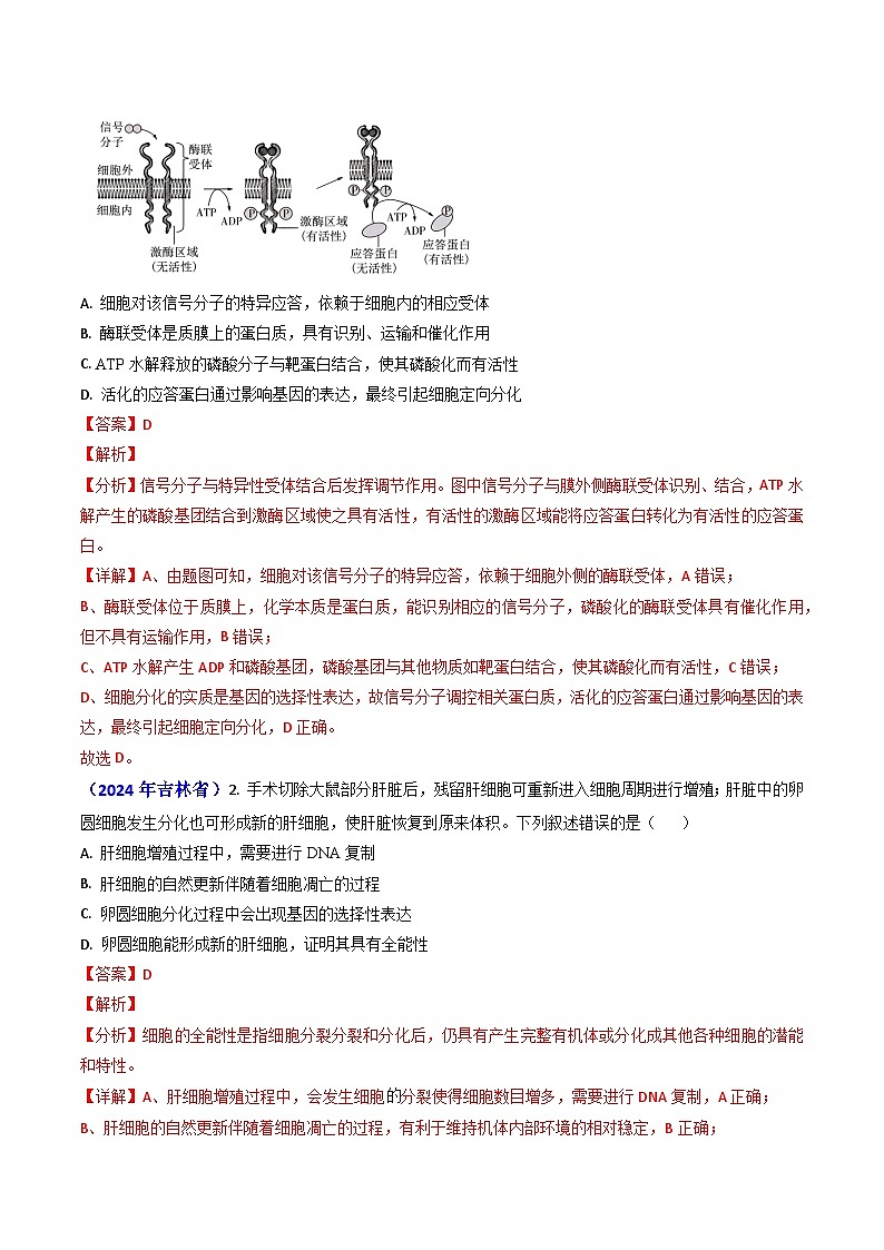 专题07 细胞的分化、衰老、死亡和癌变-2024年高考真题和模拟题生物分类汇编02