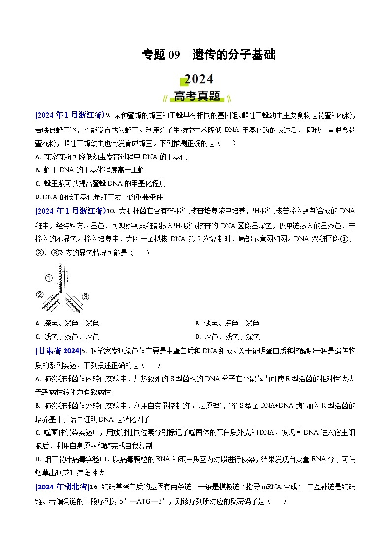 专题09 遗传的分子基础-【2024年高考真题和模拟题生物分类汇编(学生卷）第1页