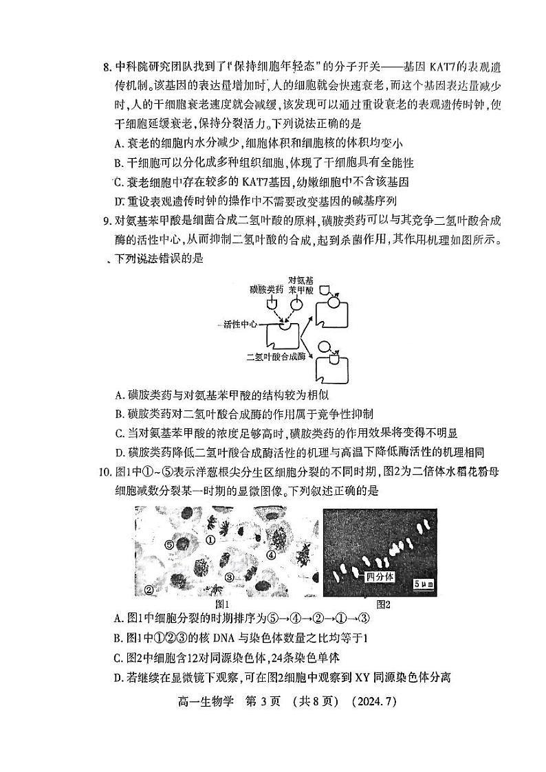 生物-河南省洛阳市2023-2024学年高一下学期期末考试【含答案】第3页