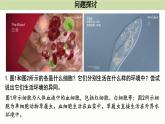 1.1人体细胞生活在内环境中（教学课件）——高中生物学浙科版（2019）选择性必修一
