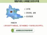 1.1人体细胞生活在内环境中（教学课件）——高中生物学浙科版（2019）选择性必修一