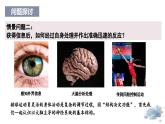 2.1神经系统是神经调节的结构基础（教学课件）——高中生物学浙科版（2019）选择性必修一