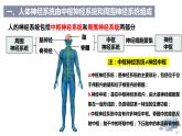 2.1神经系统是神经调节的结构基础（教学课件）——高中生物学浙科版（2019）选择性必修一
